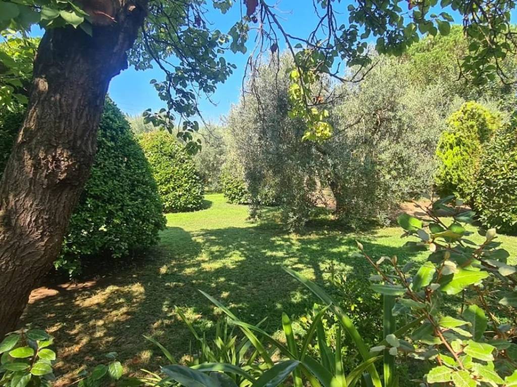 Terreno agricolo, piombino