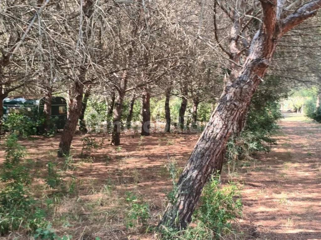 Terreno
