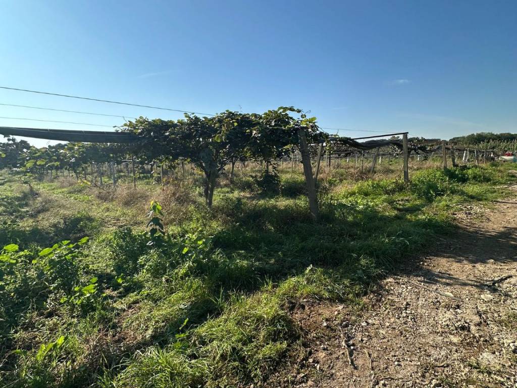 Terreno agricolo strada campovivo, campovivo, latina