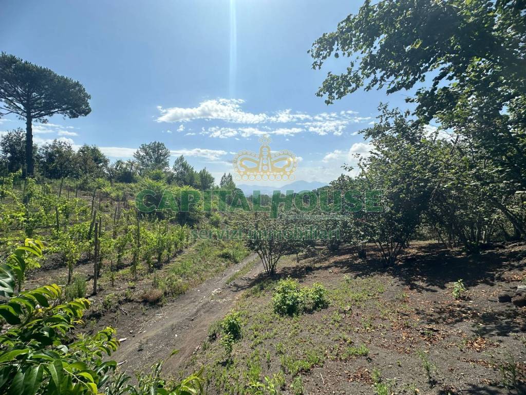 Terreno agricolo via zabatta, centro, ottaviano