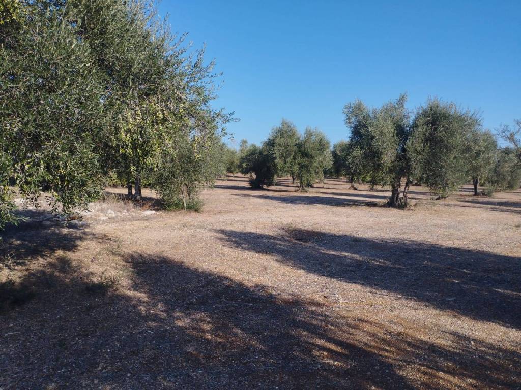Terreno agricolo via modugno, bitritto
