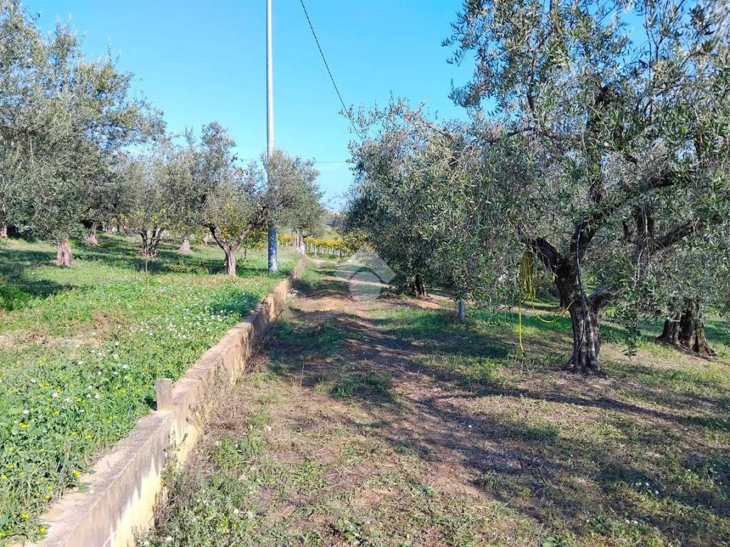 Terreno agricolo contrada sterparo dei santi, moscufo