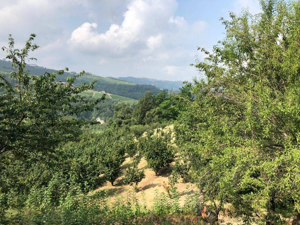 Terreno agricolo via sant'antonio, albaretto della torre