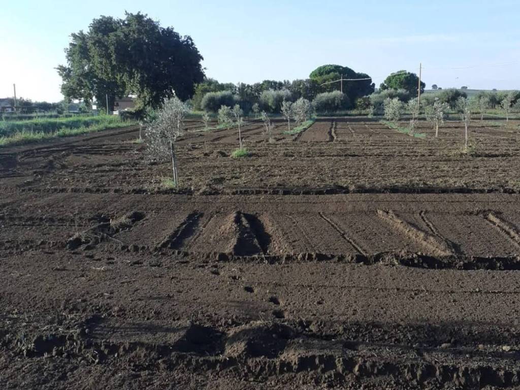 Terreno non edificabile strada provinciale 123 strette, tirli, vetulonia, buriano, castiglione della pescaia