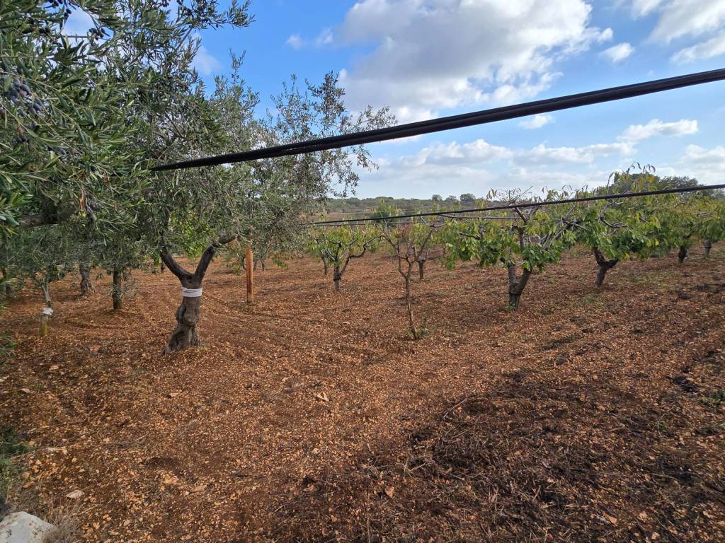 Terreno agricolo contrada montecarretto, conversano