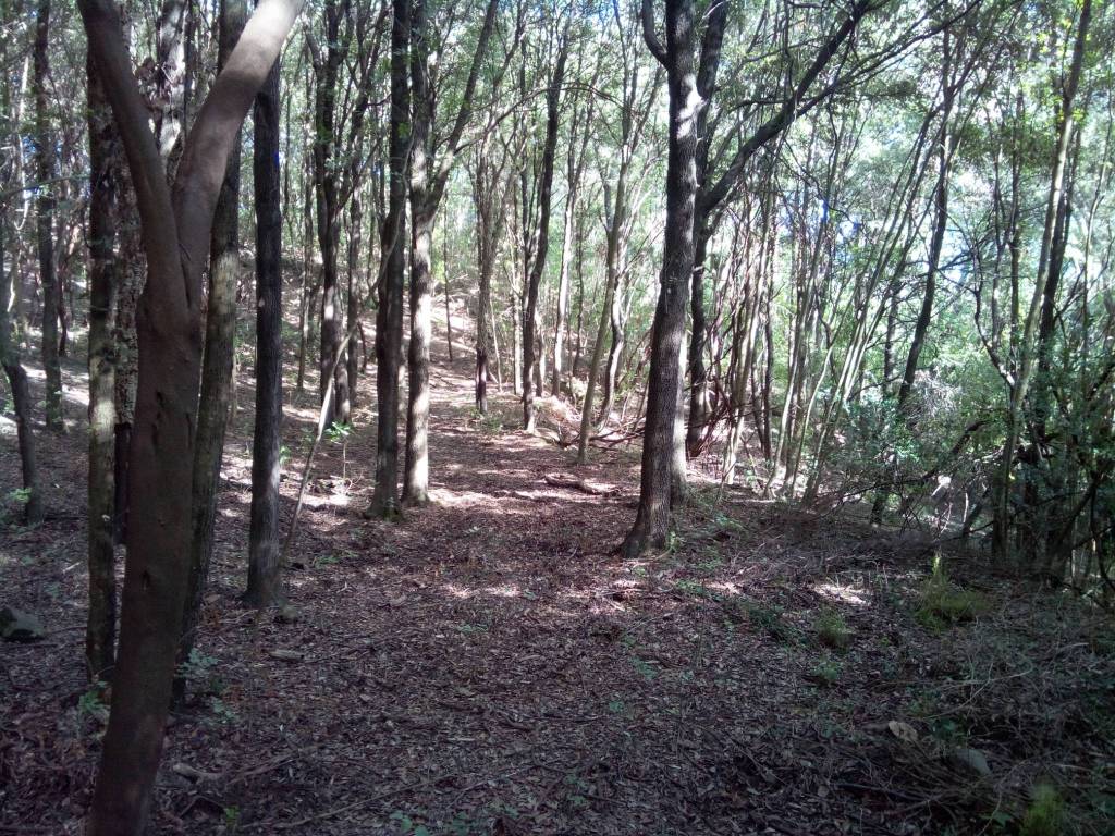 Terreno agricolo strada provinciale dei quattro comuni, suvereto