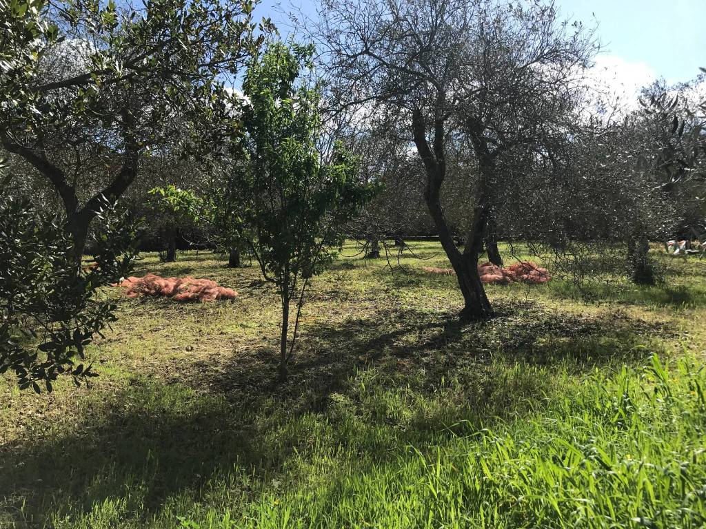 Terreno agricolo strada vicinale badde fustiggi 14, sorso