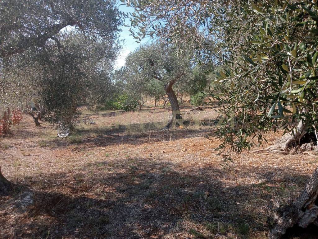 Terreno agricolo via provinca, orbetello