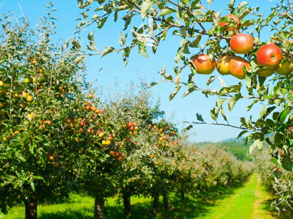 Terreno agricolo via stazione, ora