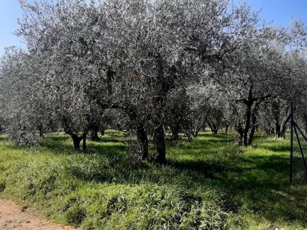 Terreno agricolo, campiglia, castel san gimignano, colle di val d'elsa