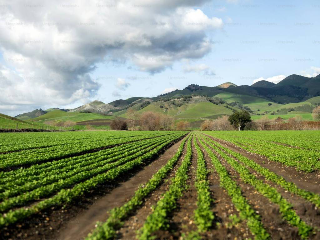 Terreno agricolo via gruato, casalserugo