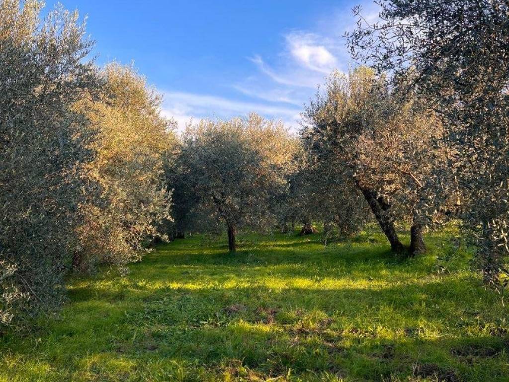 Terreno agricolo, laterina pergine valdarno