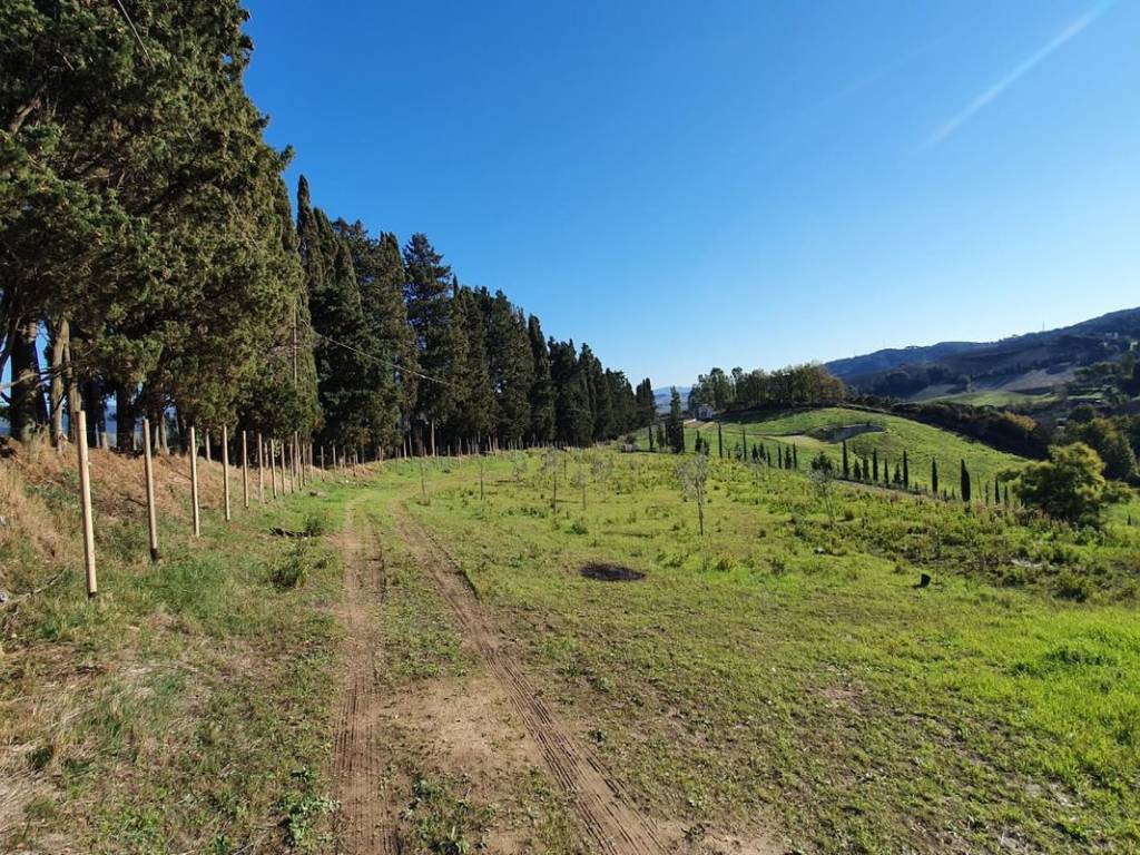 Terreno agricolo località san pierino, castelnuovo della misericordia, gabbro, rosignano marittimo