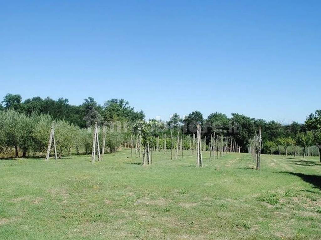 Terreno