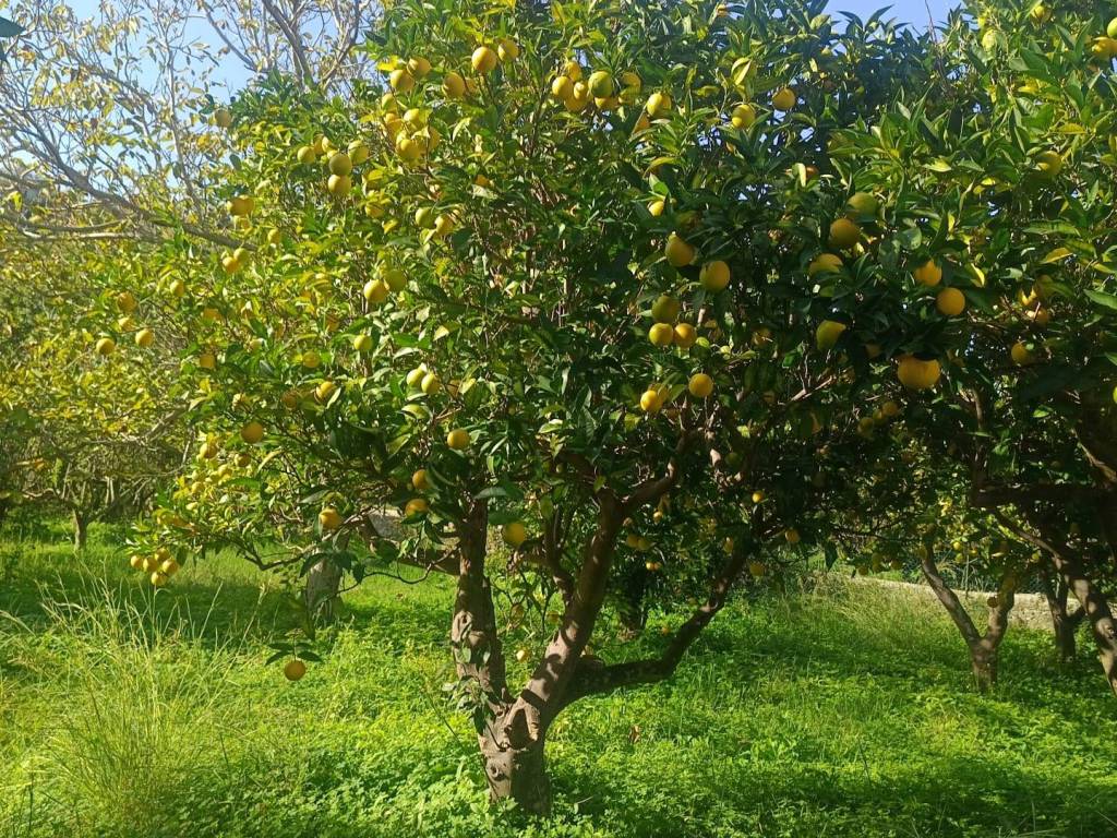 Terreno agricolo sp63, san pier niceto
