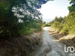 Zona