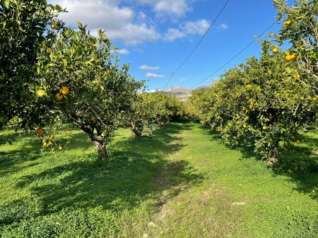 Terreno agricolo sp117, caccamo