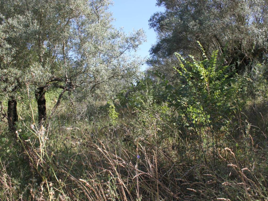 Terreno agricolo, melizzano