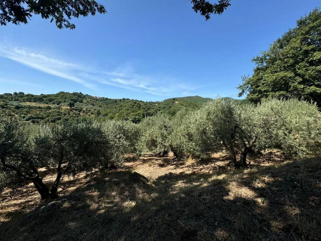 Terreno non edificabile località vignali, 20, canepina