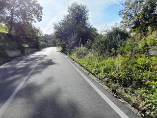 Zona