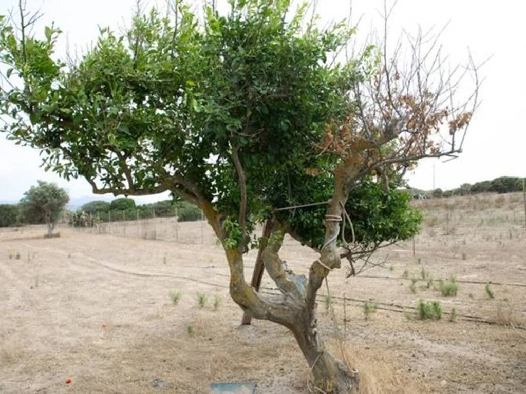 Terreno