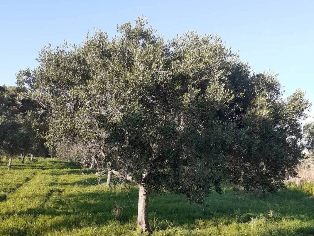 Terreno edificabile strada solfarello, salinagrande, trapani