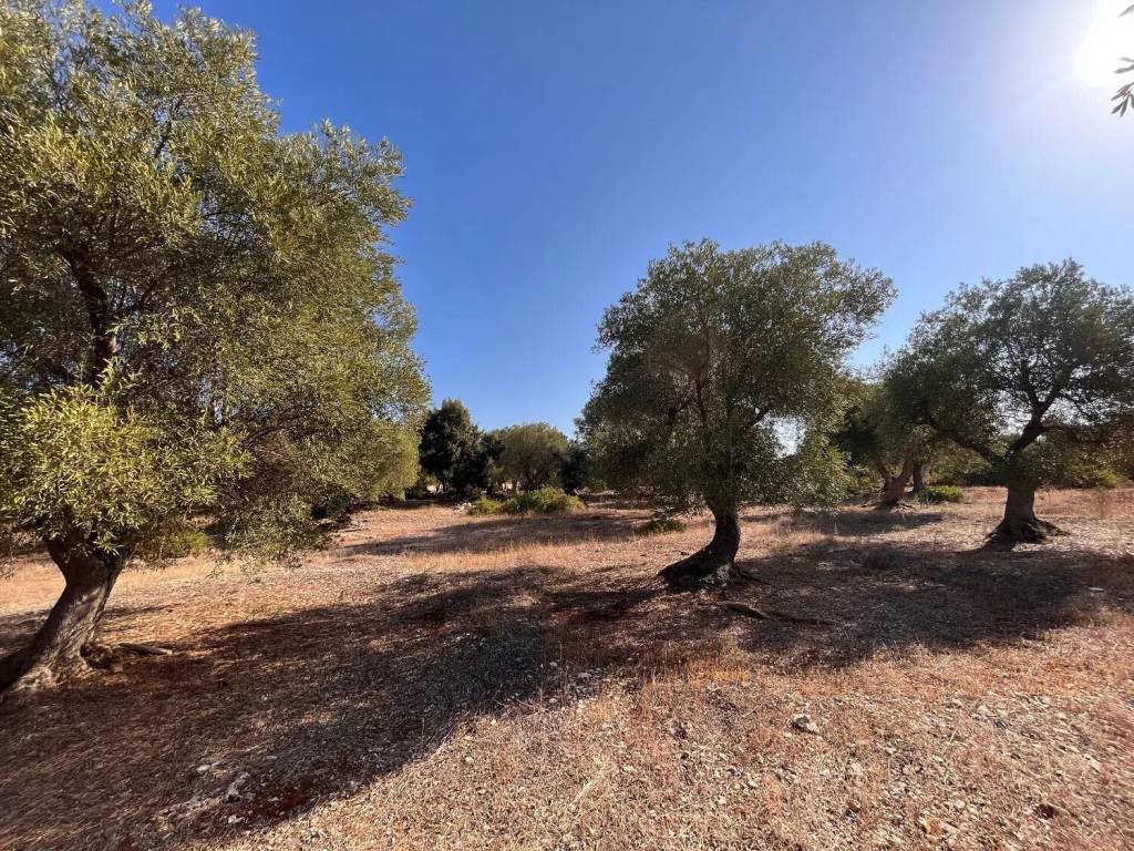 Terreno non edificabile strada provinciale, torricella