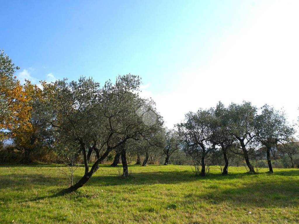 Terreno