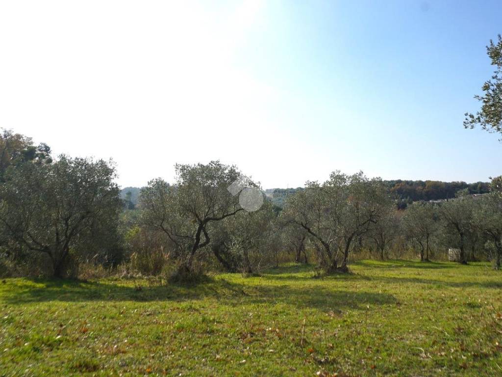 Terreno