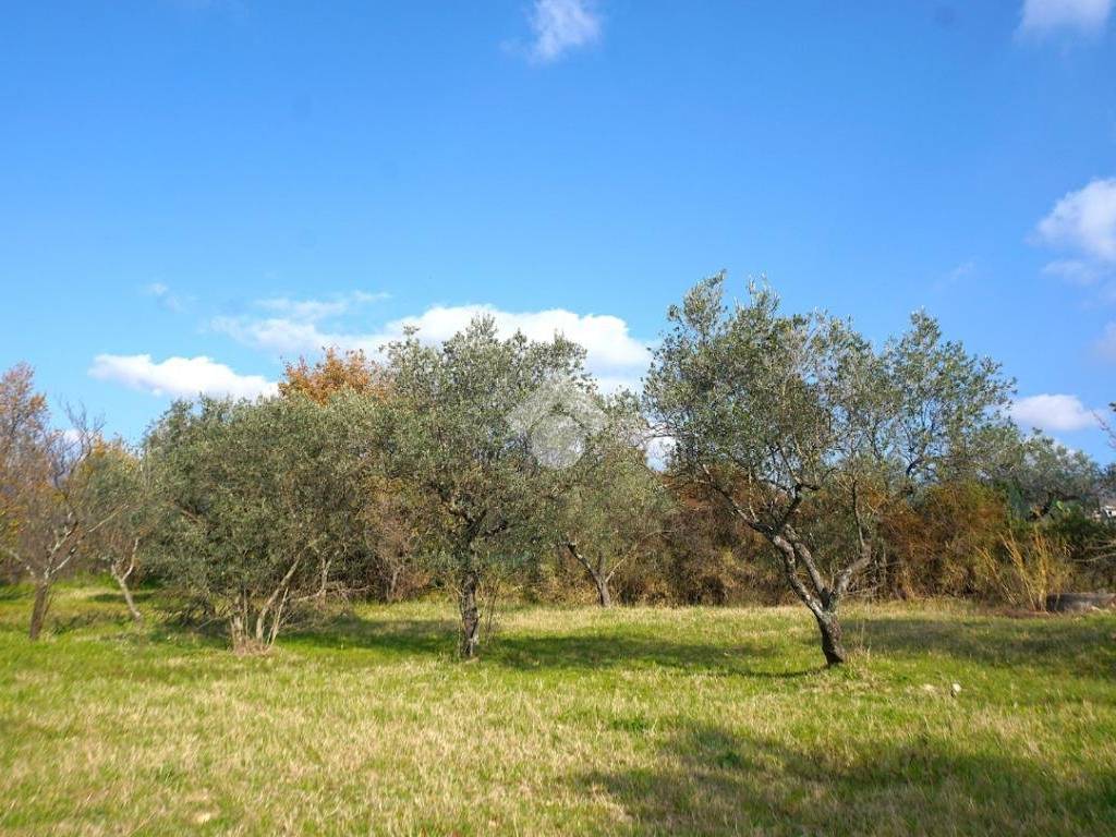 Terreno