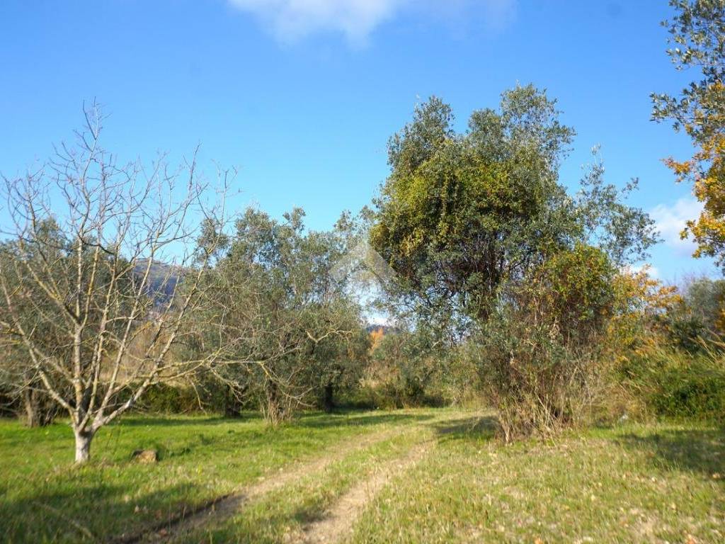 Terreno