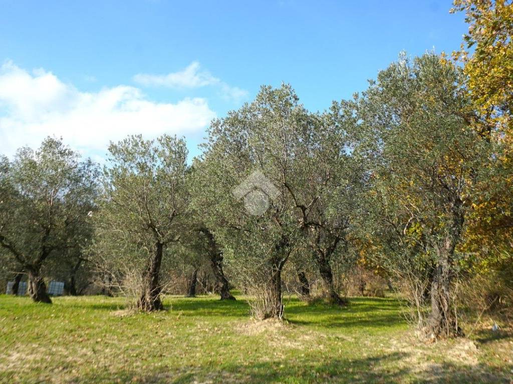 Terreno