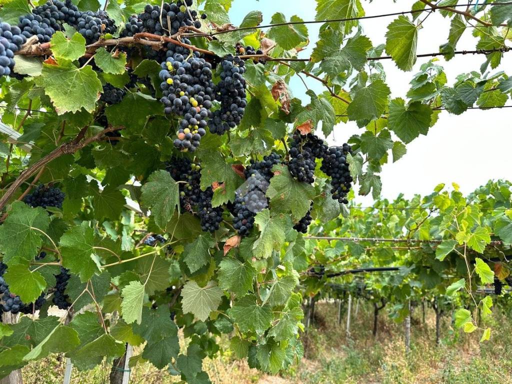 Terreno agricolo contrada pignatella, cerignola