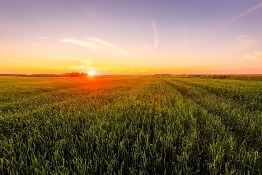 Terreno agricolo via alessandro manzoni 6, mezzogoro, codigoro