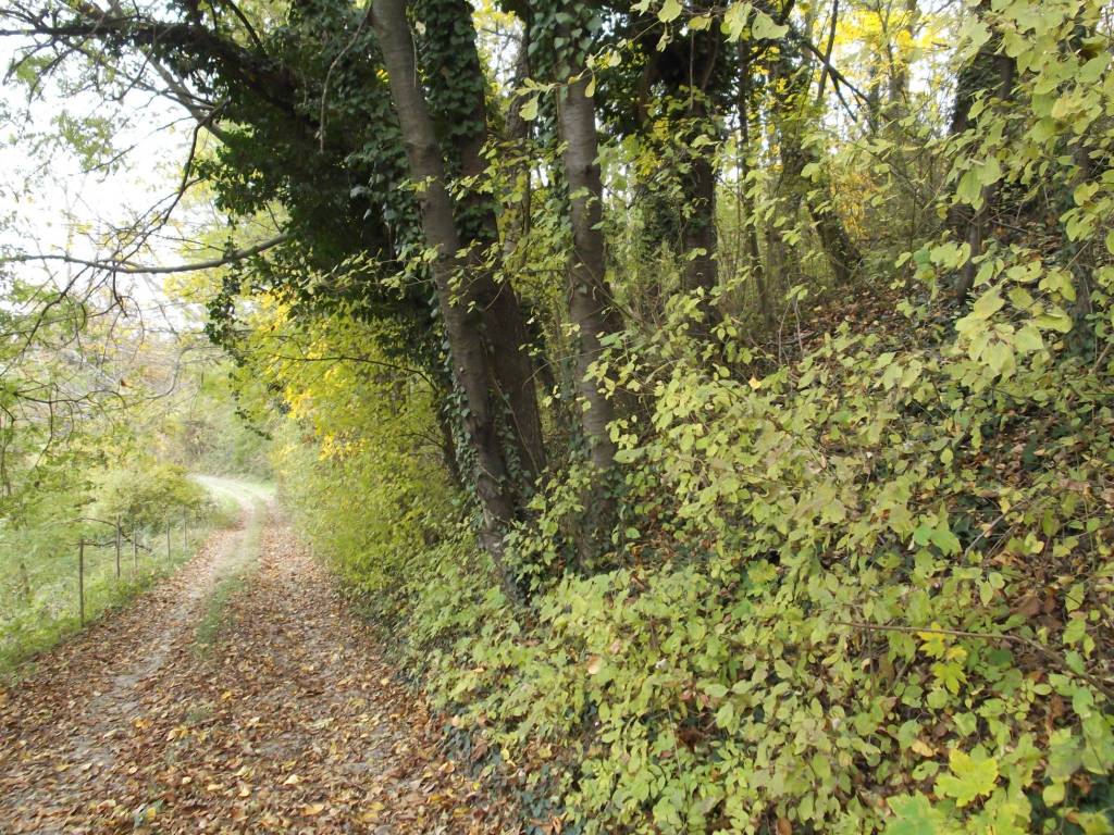 Terreno agricolo via gariboggio, centro, vicoforte