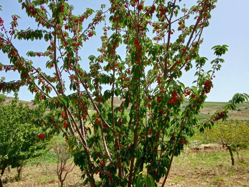 Terreno agricolo contrada borangio, cattolica eraclea