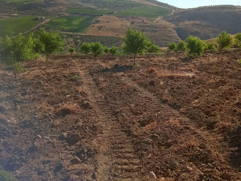 Terreno agricolo sp29, montallegro