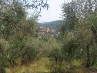 Vista