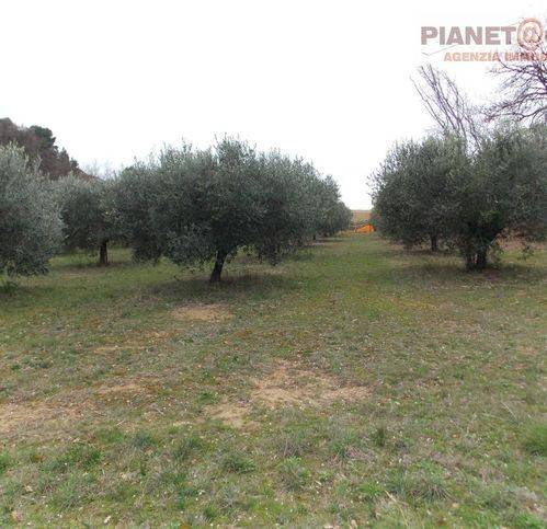 Terreno agricolo contrada santa lucia, santa lucia, san benedetto del tronto