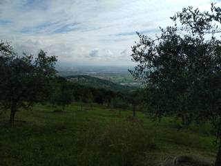 Vista