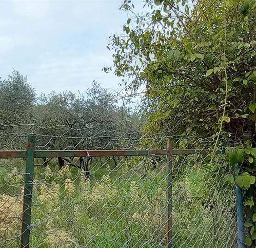 Terreno agricolo, civitella d'agliano