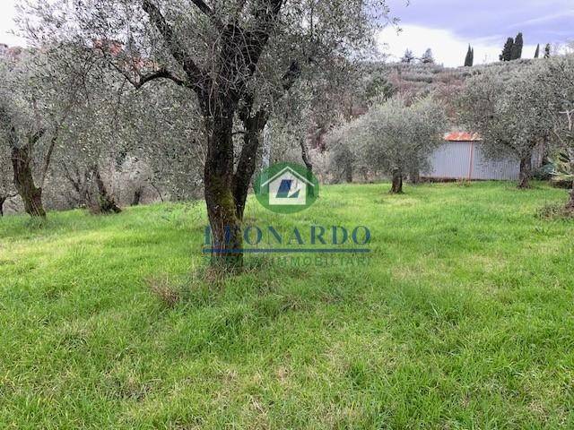 Terreno agricolo, buggiano
