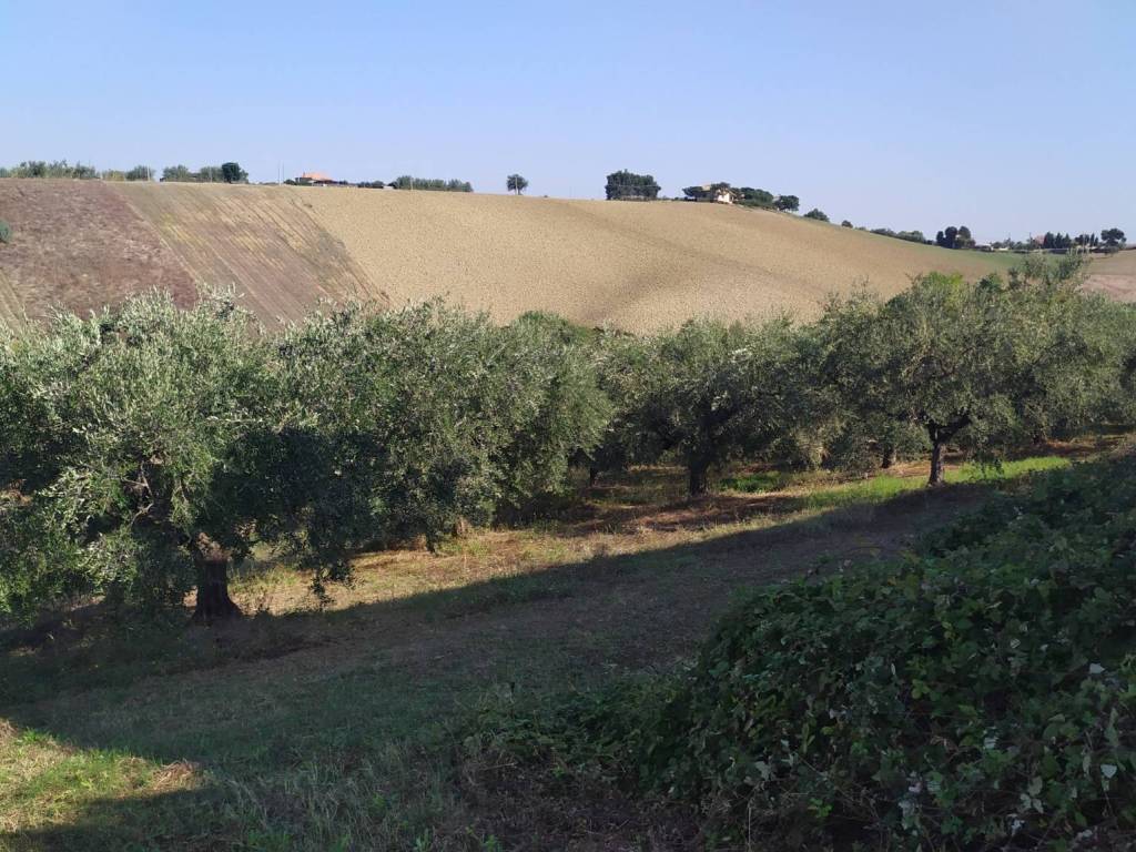 Terreno agricolo, manoppello