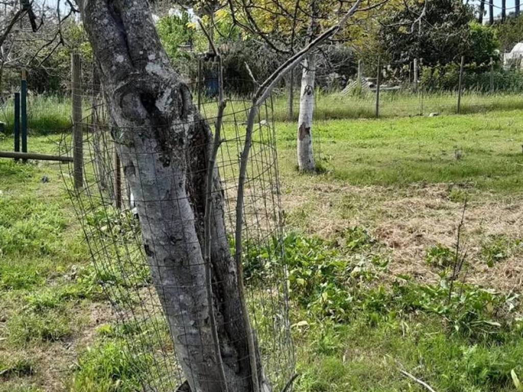 Terreno non edificabile via de barberi, via dei mille, grosseto