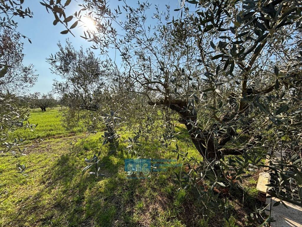 Terreno agricolo, latina scalo, latina