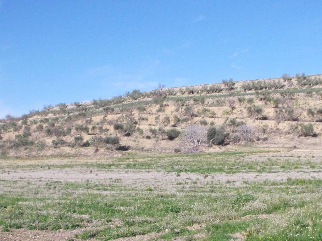 Terreno agricolo contrada ponte albanito, montecalvello - segezia, foggia