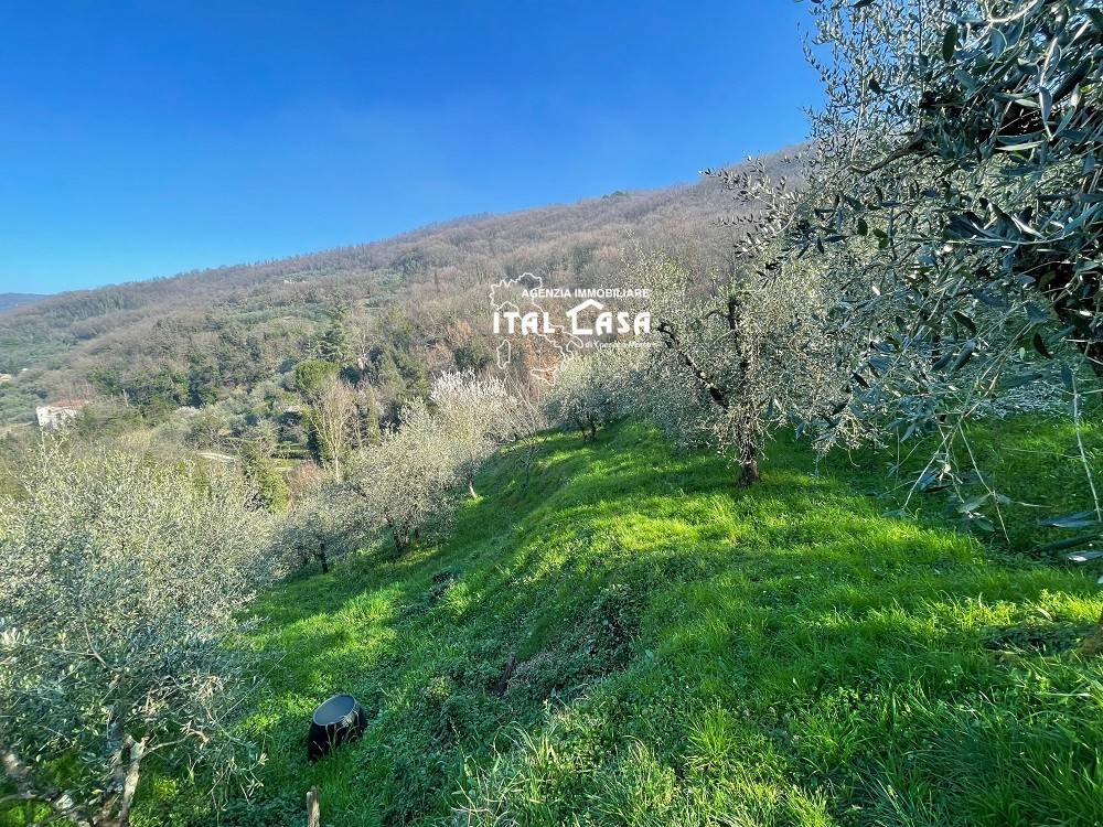 Terreno agricolo, monsummano terme