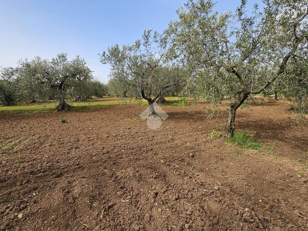 Terreno agricolo c.da reinella o mortella, torremaggiore