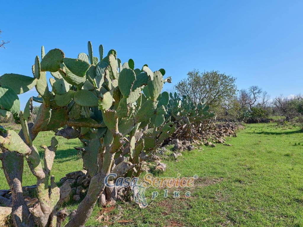 Terreno