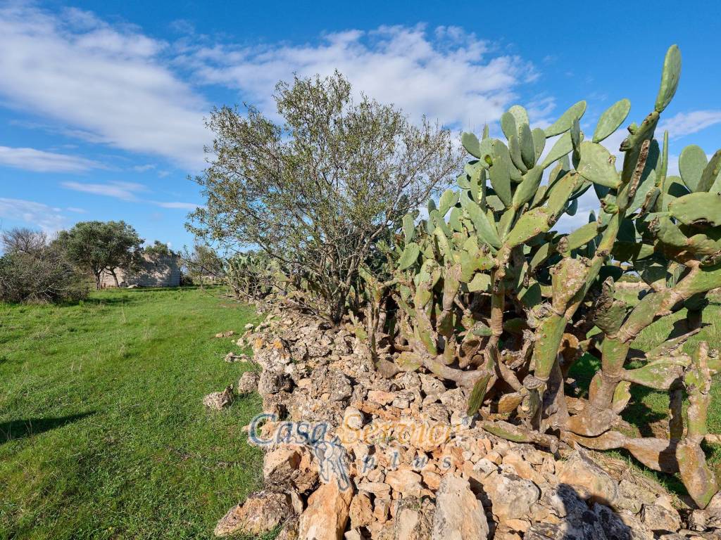 Terreno